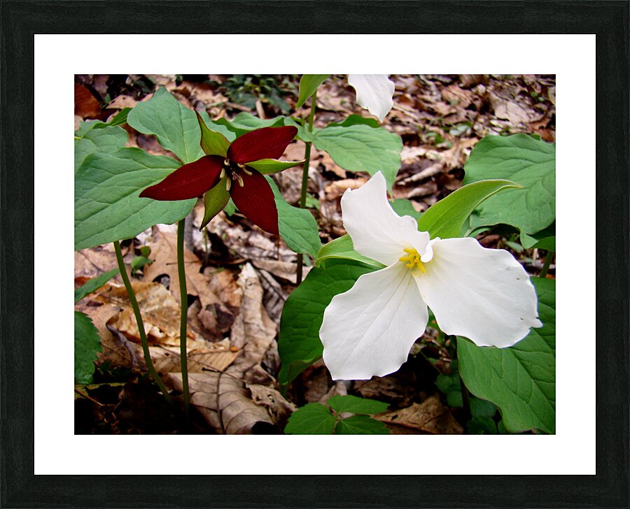 Trillium Impression et Cadre photo
