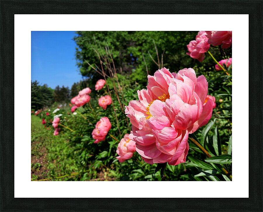 Salmon Peony Row Picture Frame print