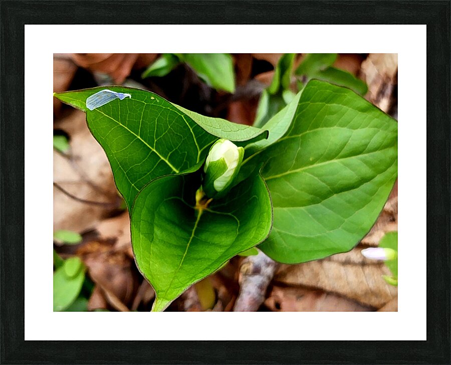 White Trillium Bud 2 Picture Frame print