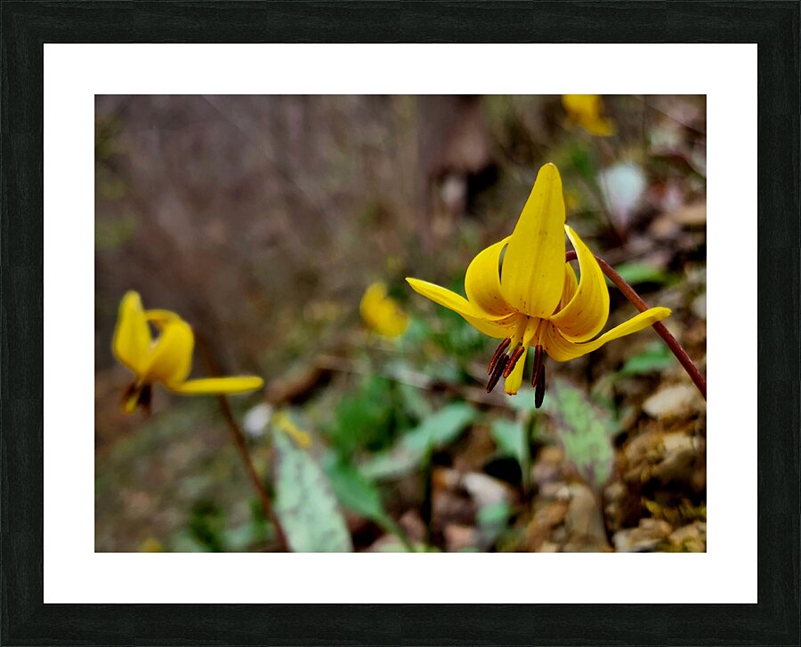 Trout Lilies Picture Frame print