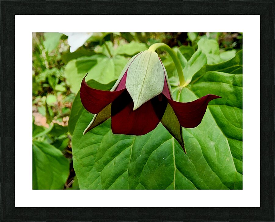 Red Trillium Nodding Picture Frame print