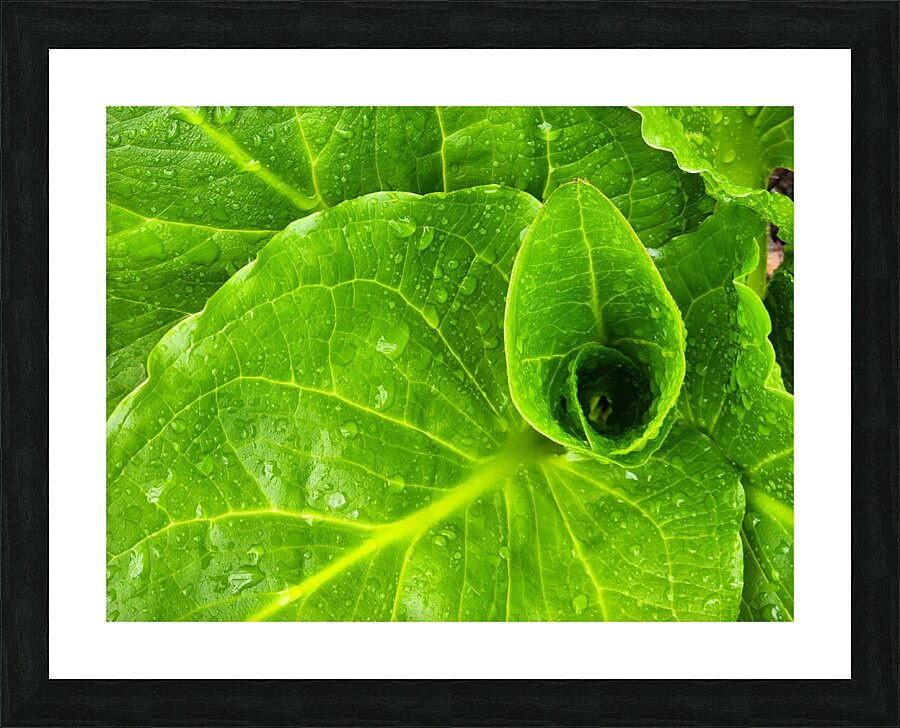 Skunk Cabbage Picture Frame print