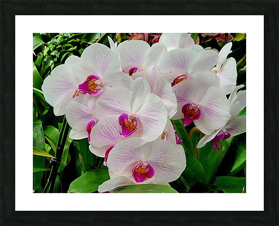 Orchid Cluster Picture Frame print