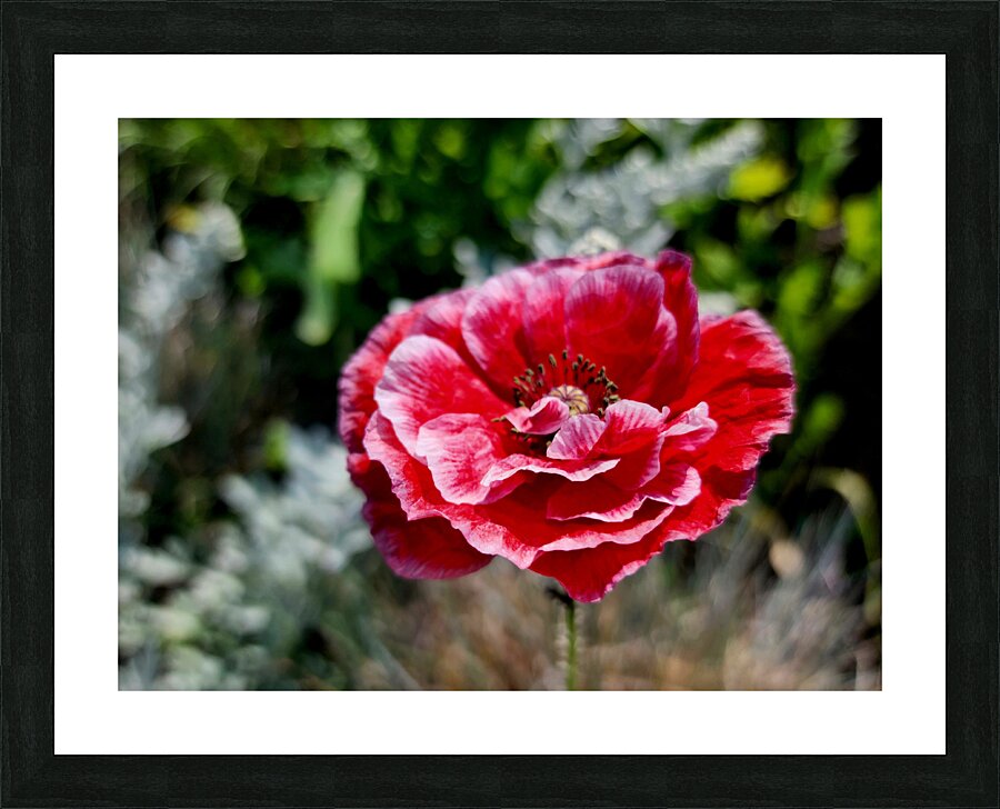 Variegated Poppy Picture Frame print