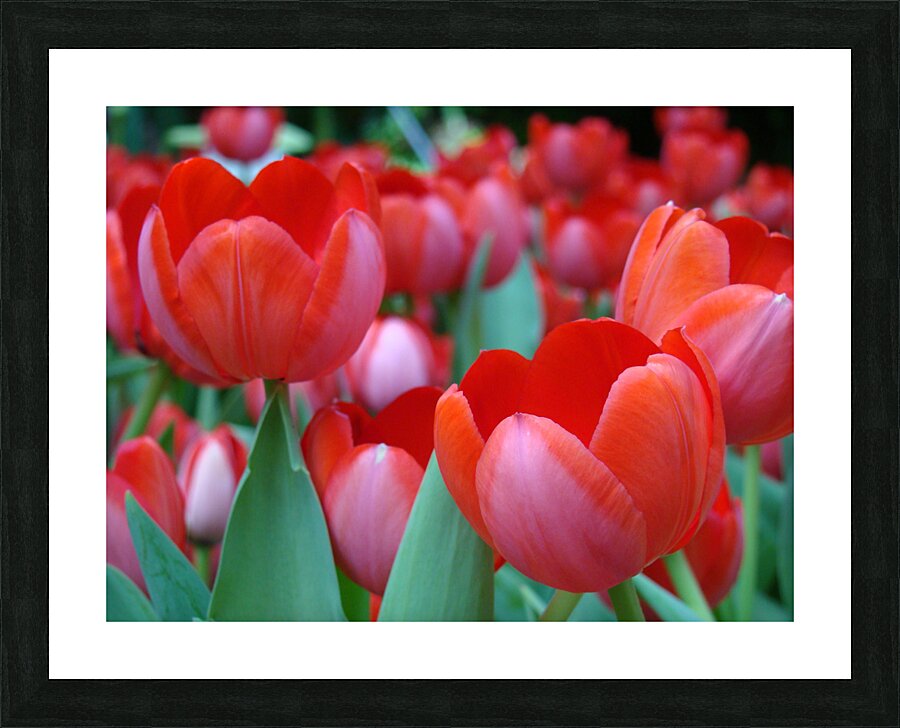 Red Tulips Picture Frame print