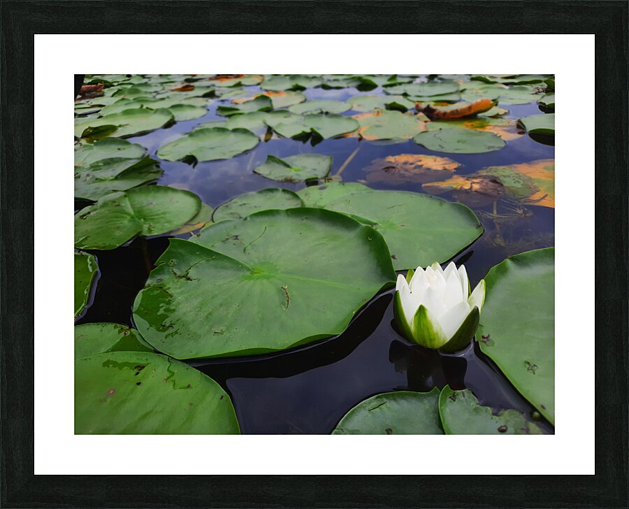 Water Lily 2 Picture Frame print