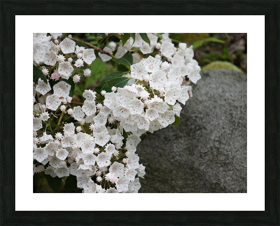 White Mountain Laurel Picture Frame print