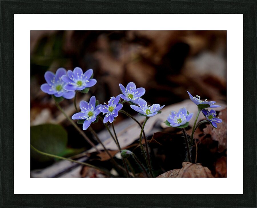 Hepatica Picture Frame print
