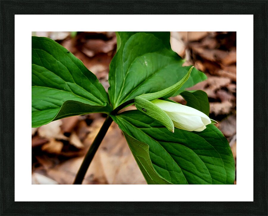 White Trillium Bud Impression et Cadre photo
