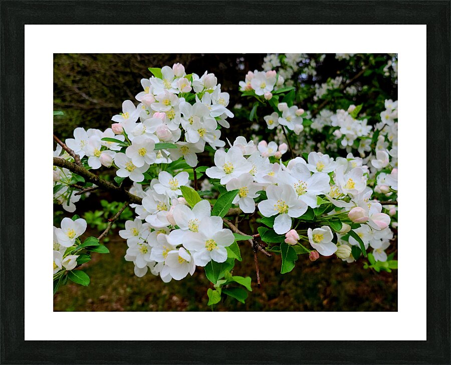 Apple Blossoms Impression et Cadre photo