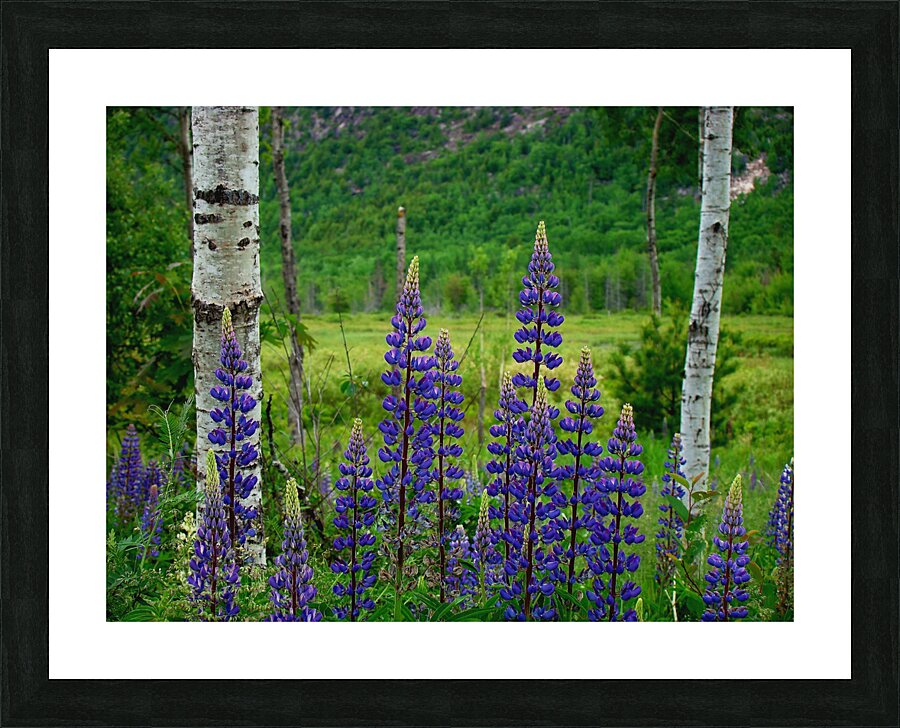 Maine Lupines Picture Frame print