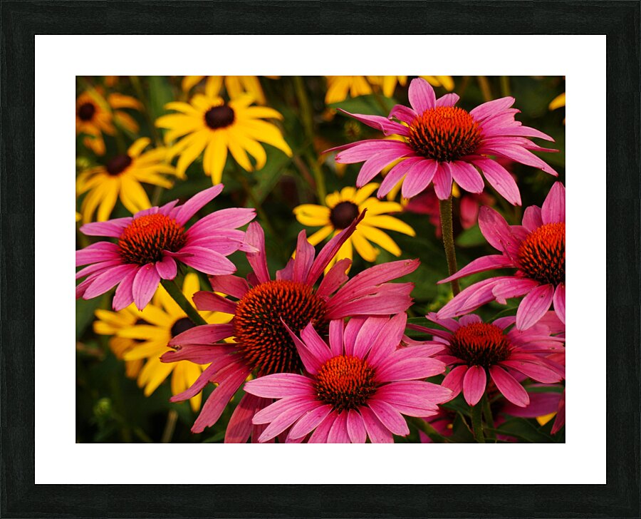 Echinacea And Rudbeckia Picture Frame print