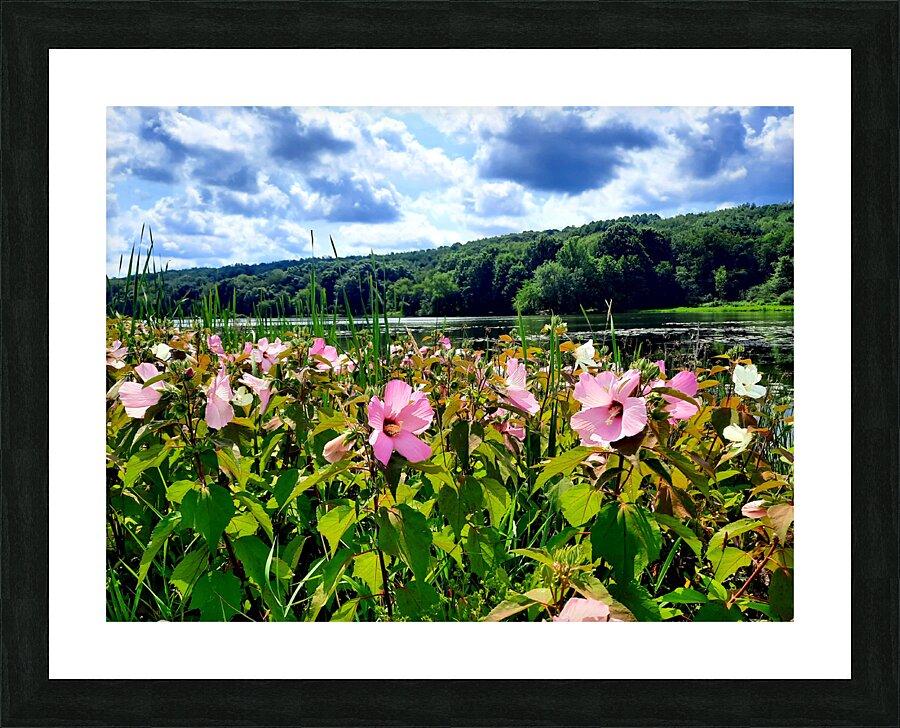 Swamp Mallow At Moraine State Park Picture Frame print