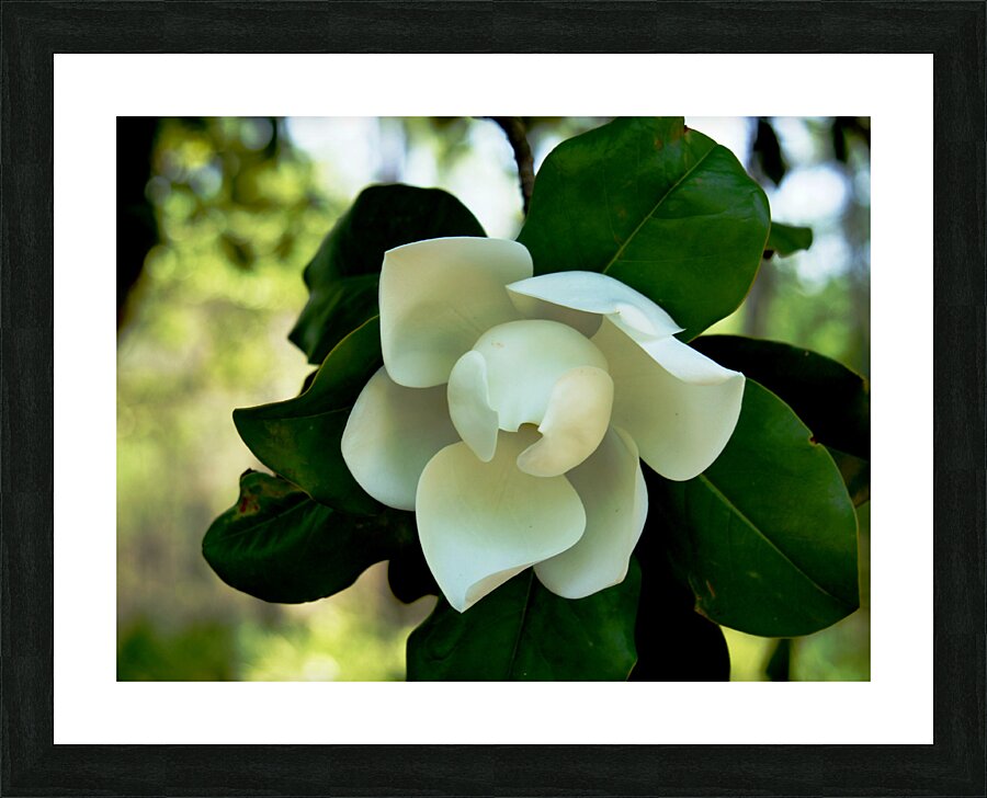 Magnolia Flower Impression et Cadre photo