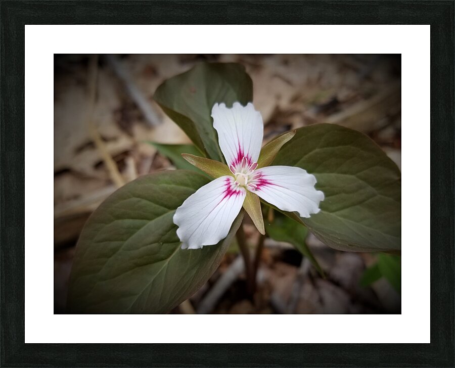 Painted Trillium Picture Frame print