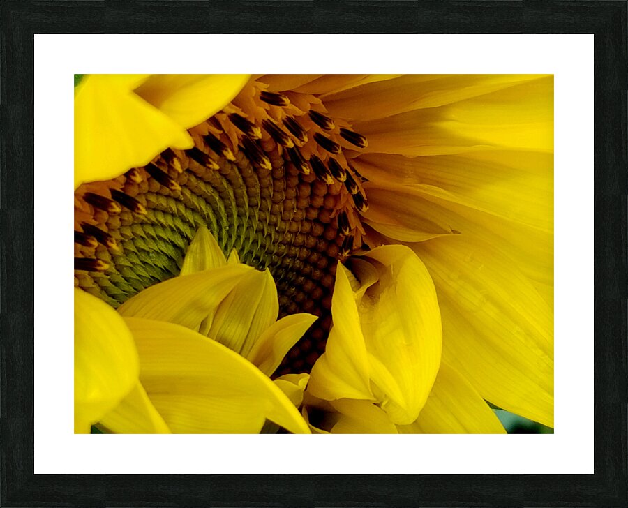 Unfurling Sunflower Picture Frame print