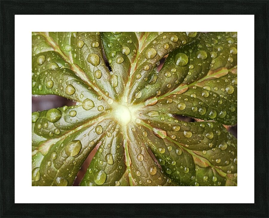 Raindrops On Mayapple Picture Frame print