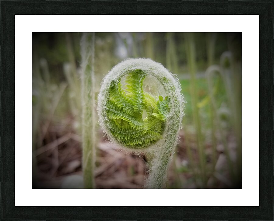 Fiddlehead Picture Frame print