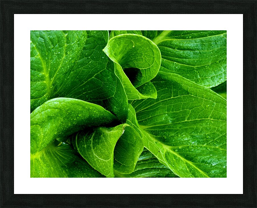 Skunk Cabbage Furls Picture Frame print