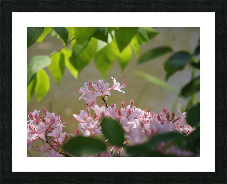 Native Azalea 2 Picture Frame print