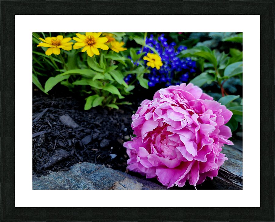 VT Peony 1 Picture Frame print