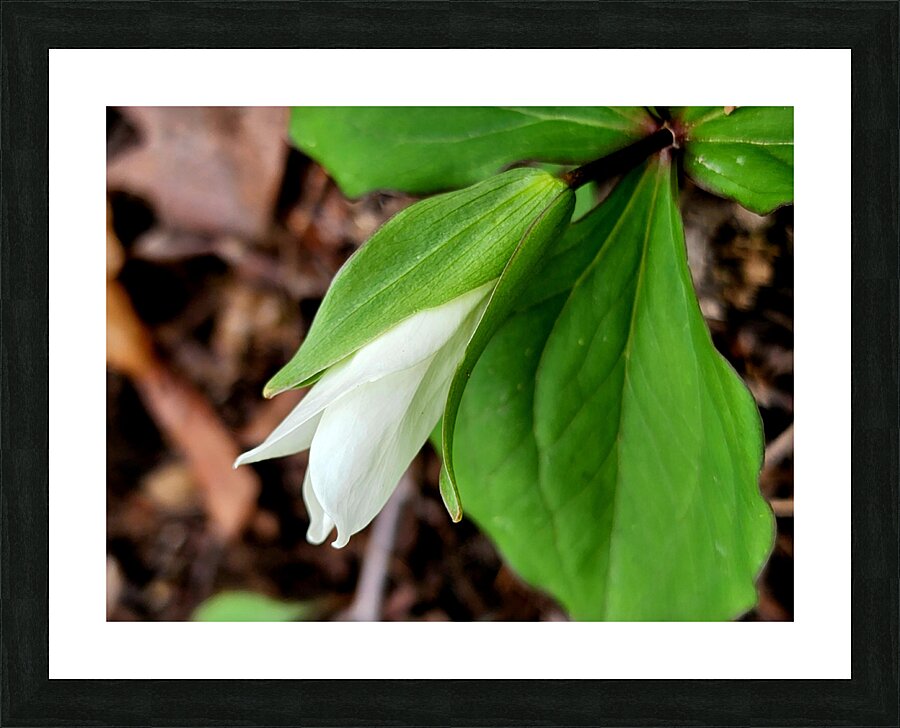 White Trillium Bud 1 Picture Frame print
