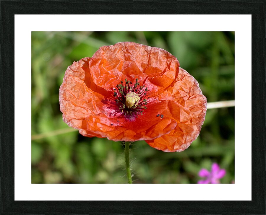 Poppy Picture Frame print
