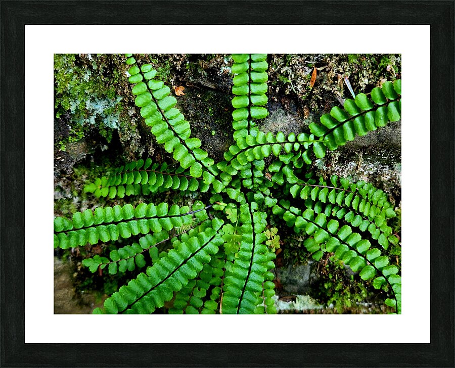 Maidenhair Spleenwort Picture Frame print
