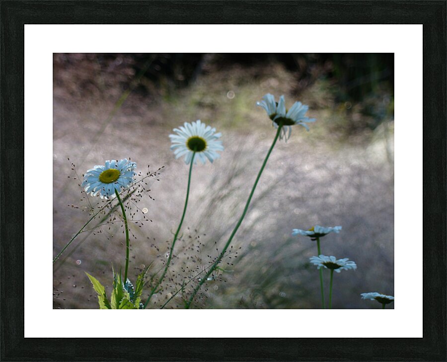 Daisies Picture Frame print