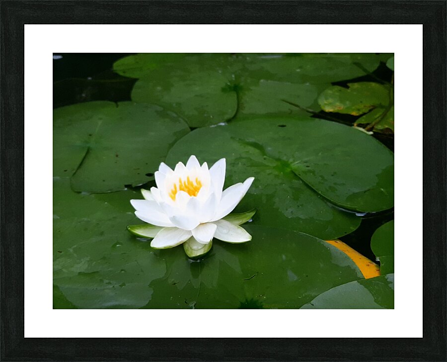 Water Lily 1 Picture Frame print
