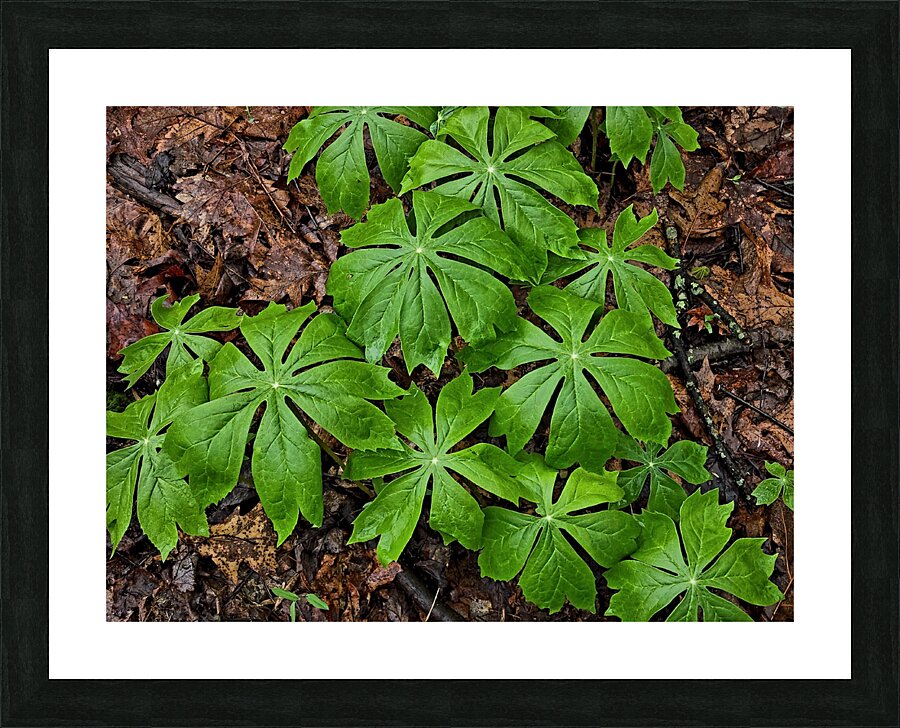 Mayapples Picture Frame print