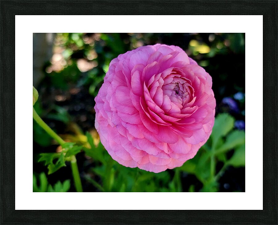 Ranunculus Picture Frame print