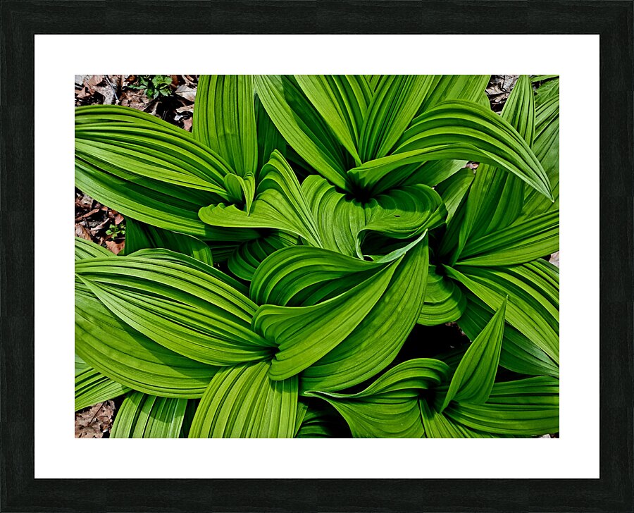 Green False Hellebore Picture Frame print