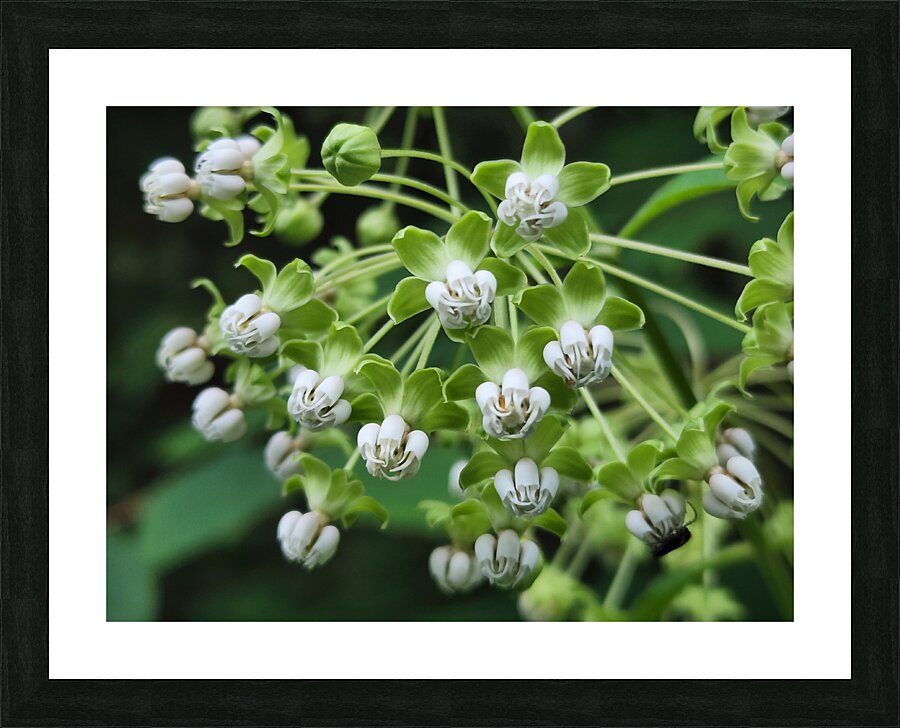 Poke Milkweed Picture Frame print