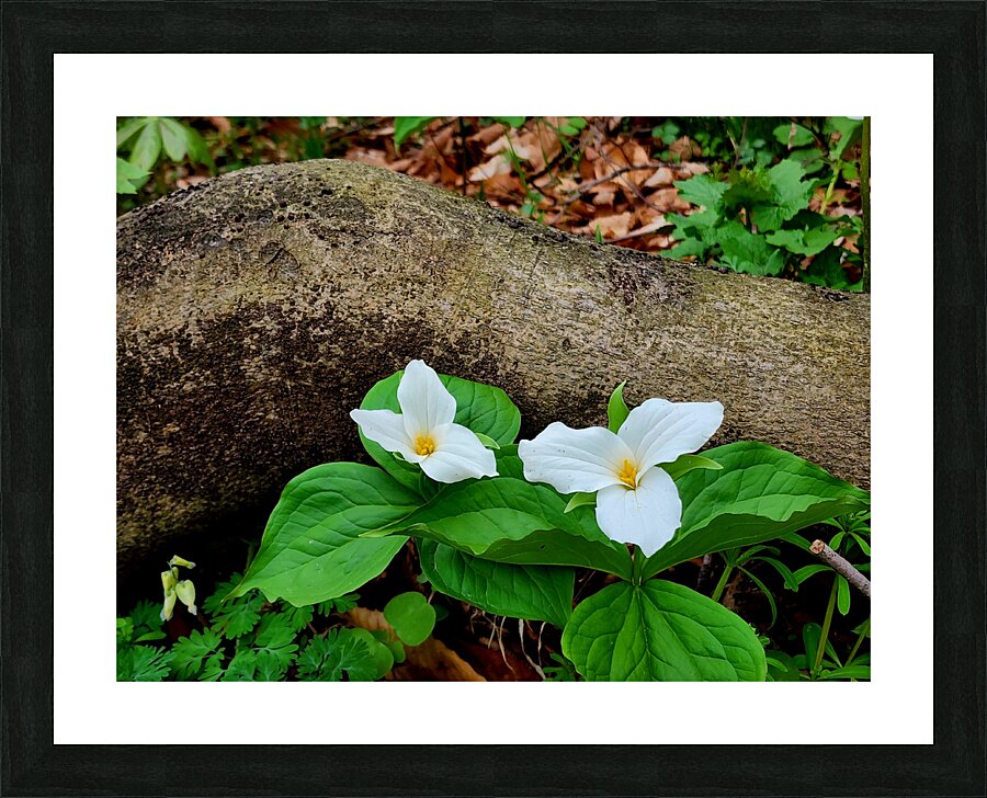 Trillium Duo Picture Frame print