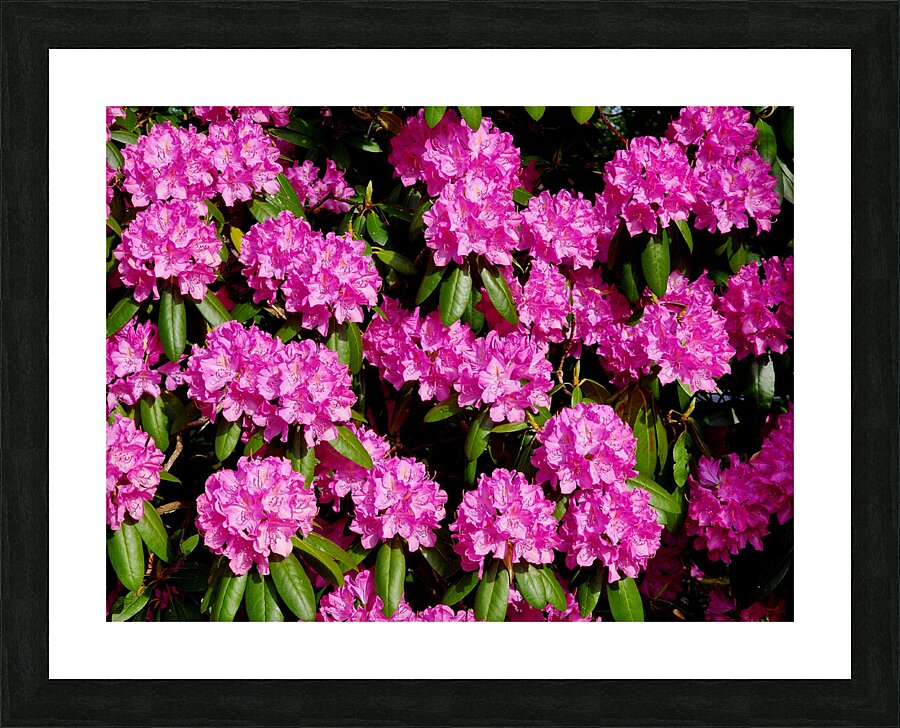 Rhododendron Picture Frame print