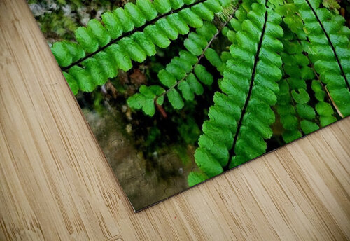 Maidenhair Spleenwort Earthshine Emporium puzzle