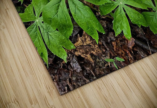 Mayapples 1 Earthshine Emporium puzzle