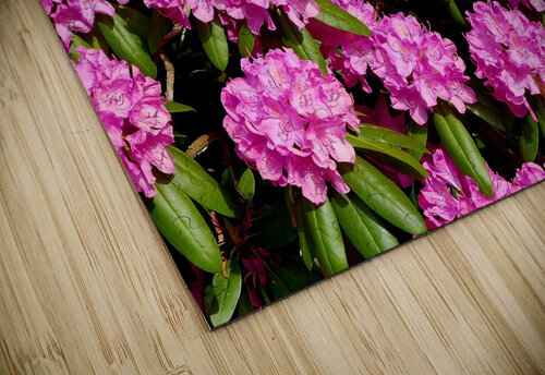 Rhododendron Earthshine Emporium puzzle