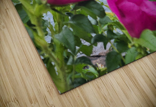 Acadia Point Earthshine Emporium puzzle