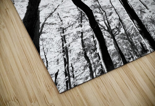 Pennsylvania Woods Earthshine Emporium puzzle