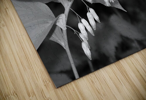 Solomon Seal Earthshine Emporium puzzle