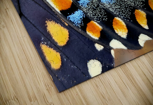 Black Swallowtail Closeup Earthshine Emporium puzzle