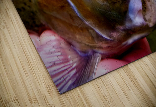 Steelhead Closeup Earthshine Emporium puzzle