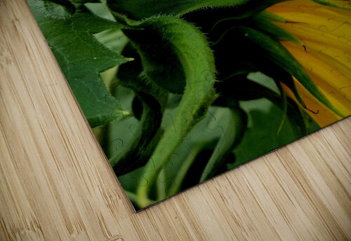 Sunflower Portrait Earthshine Emporium puzzle