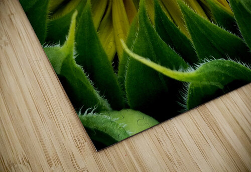 Sunflower Bud Earthshine Emporium puzzle