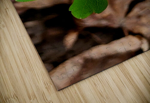 Rue Anemone Earthshine Emporium puzzle