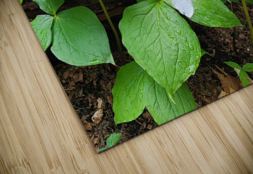 White Trillium Line Earthshine Emporium puzzle