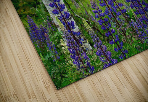 Maine Lupines Earthshine Emporium puzzle