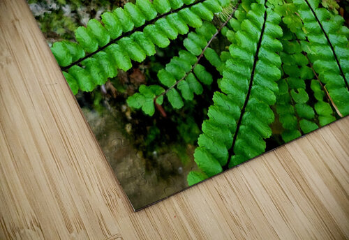 Maidenhair Spleenwort Earthshine Emporium puzzle